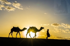 Camels-w-driver-silhouette--3205